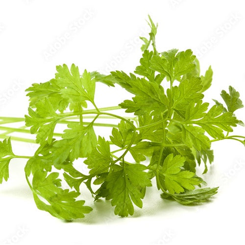 Chervil Seeds