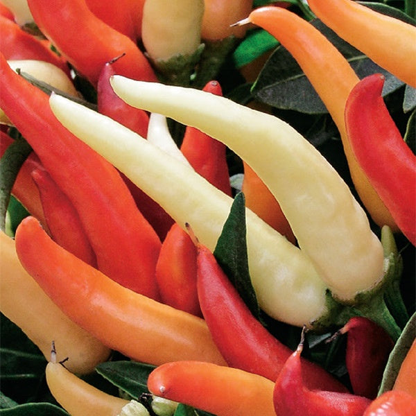 Chilli Fire & Ice Seeds