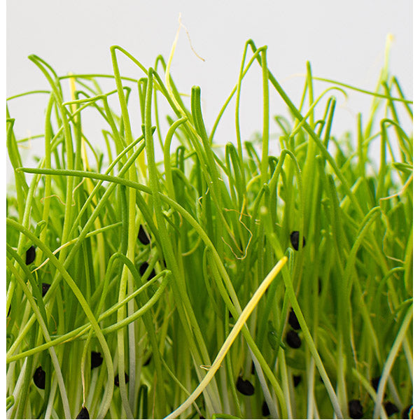 Chives Garlic Seeds