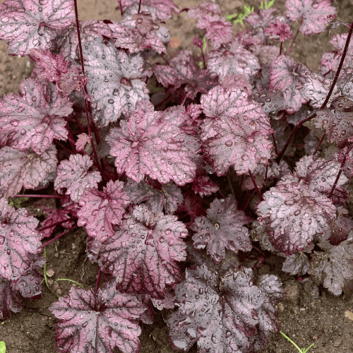 Heuchera Chocolate Curl 14cm