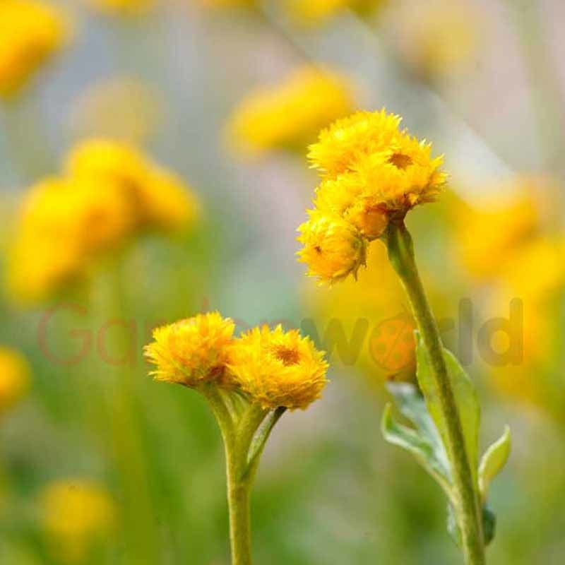 Chrysocephalum 'Cate's Orange' 14cm