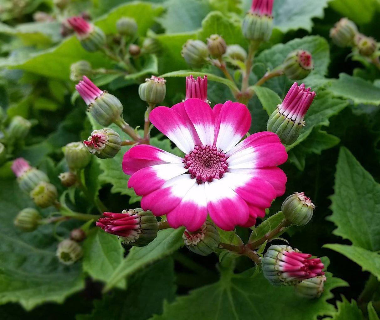 Cineraria Pink Shades