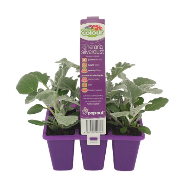 Cineraria Silverdust