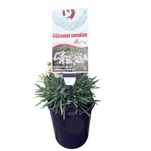 Dianthus Coconut Sundae 14cm