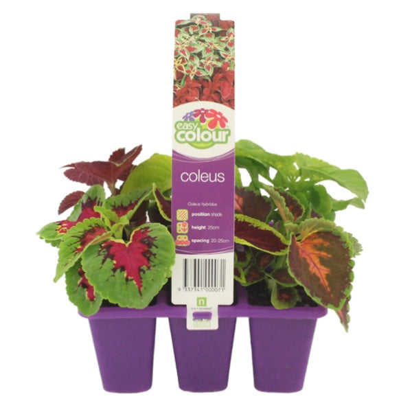 Coleus