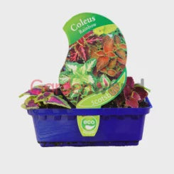 Coleus Rainbow Mix Punnet