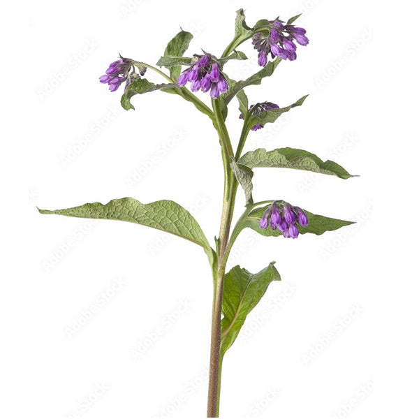 Comfrey 10cm
