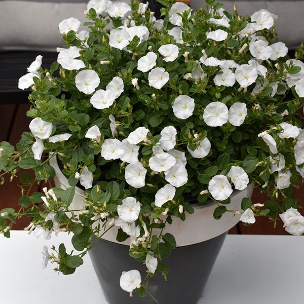 Convolvulus Arctic Moon 14cm