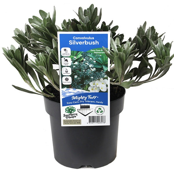Convolvulus 'Silverbush' 14cm