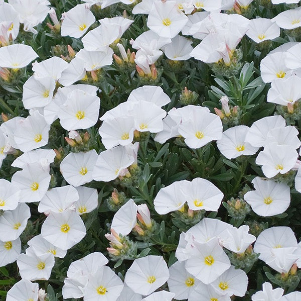 Convolvulus Silvery Moon 14cm