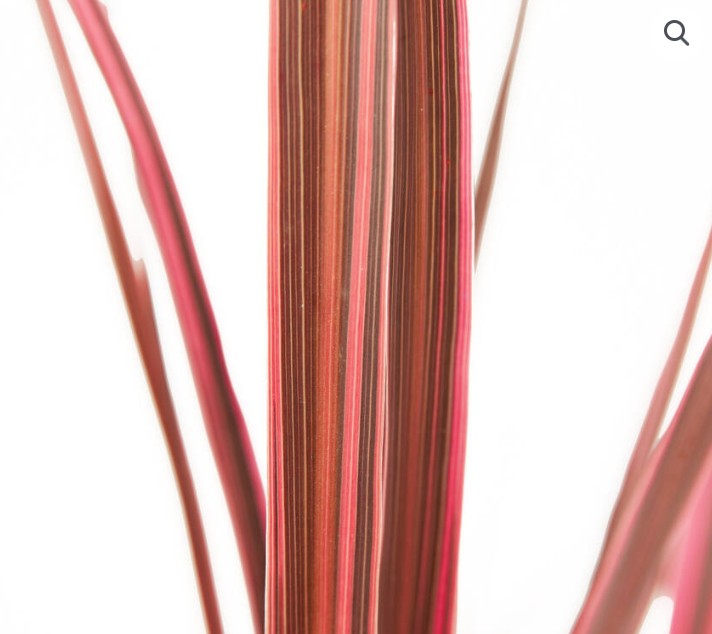 Cordyline Electric Pink 18cm
