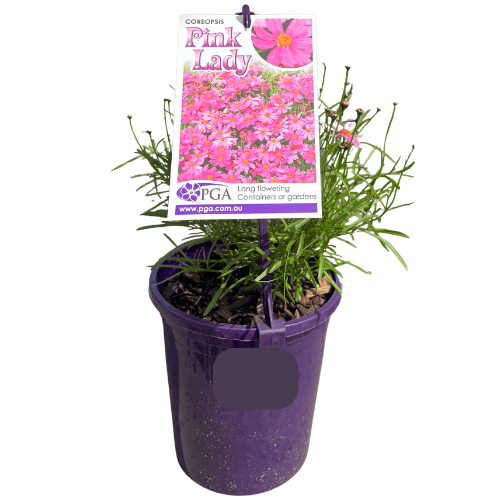 Coreopsis Pink Lady 14cm
