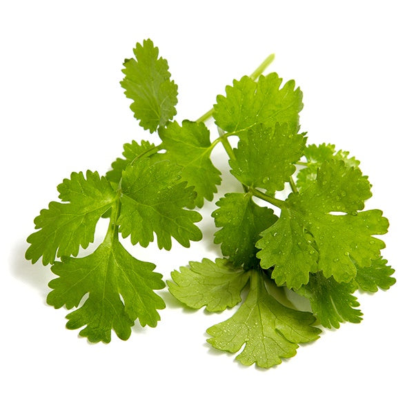 Coriander 10cm