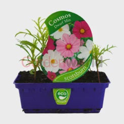 Cosmos Dwarf Mix Punnet