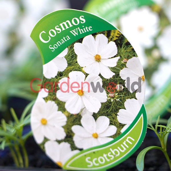 Cosmos Sonata White Punnet