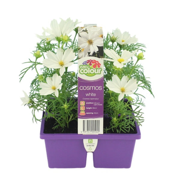 Cosmos White