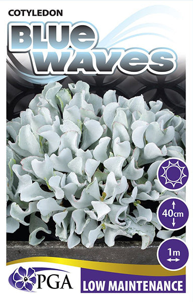 Cotyledon Blue Waves 20cm