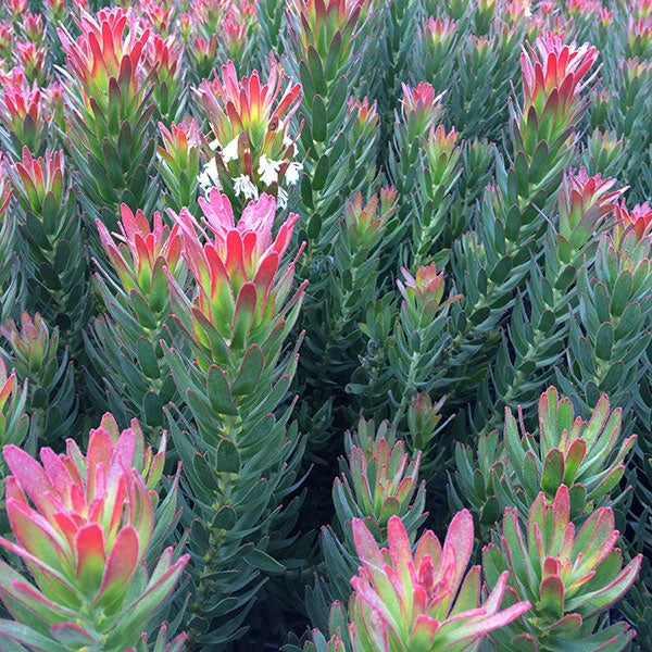 Mimetes 'Crackerjack Red' 14cm