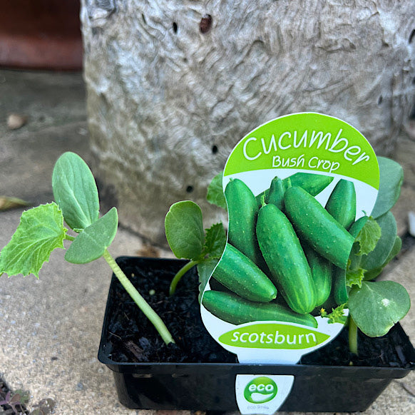 Cucumber Bush Crop