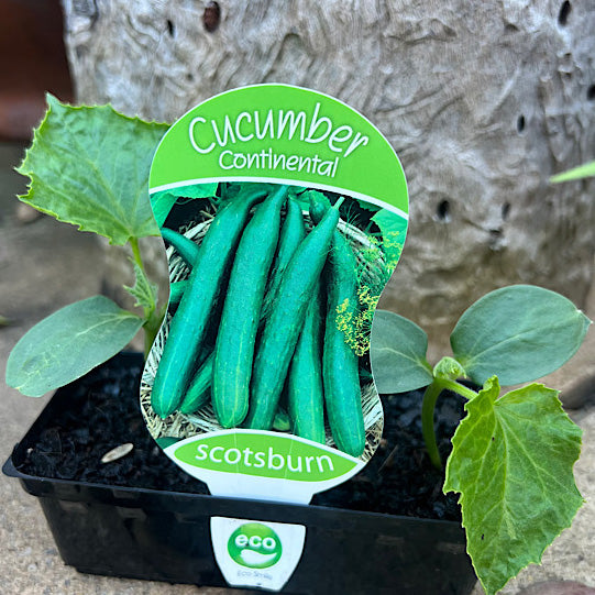 Cucumber Continental