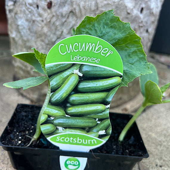 Cucumber Lebanese - punnet