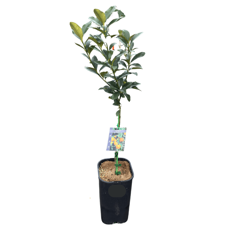 Cumquat Meiwa 17cm