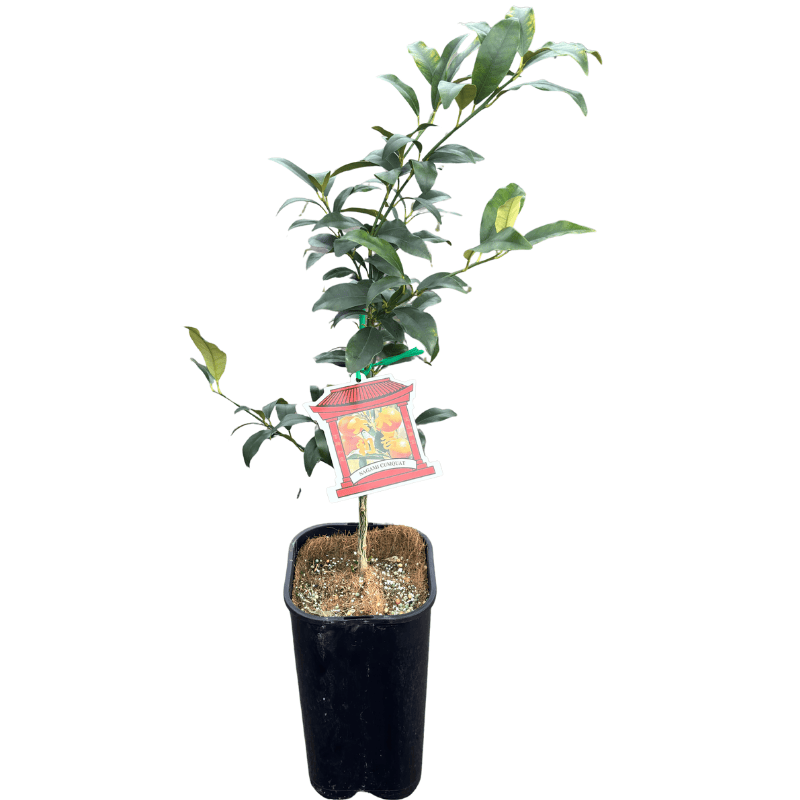 Cumquat Nagami 17cm