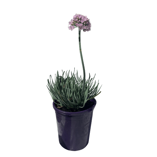 Allium Curly Tops 14cm