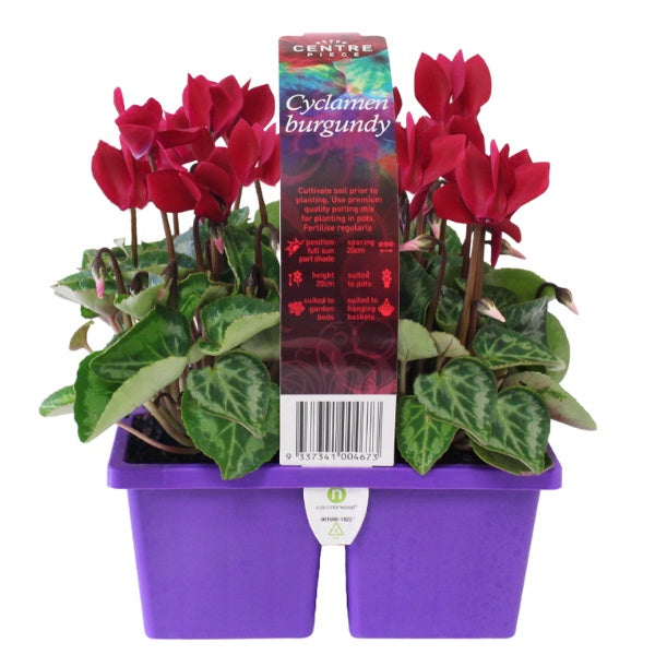 Cyclamen Burgundy