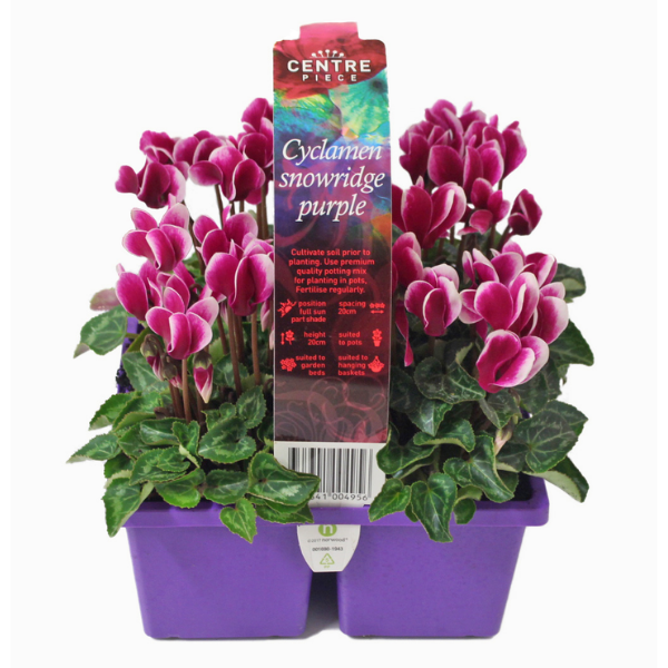 Cyclamen Snowridge Purple