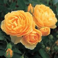 Rose 'Graham Thomas' Bush 20cm