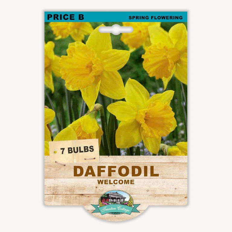 Daffodil Welcome - 7 Bulbs