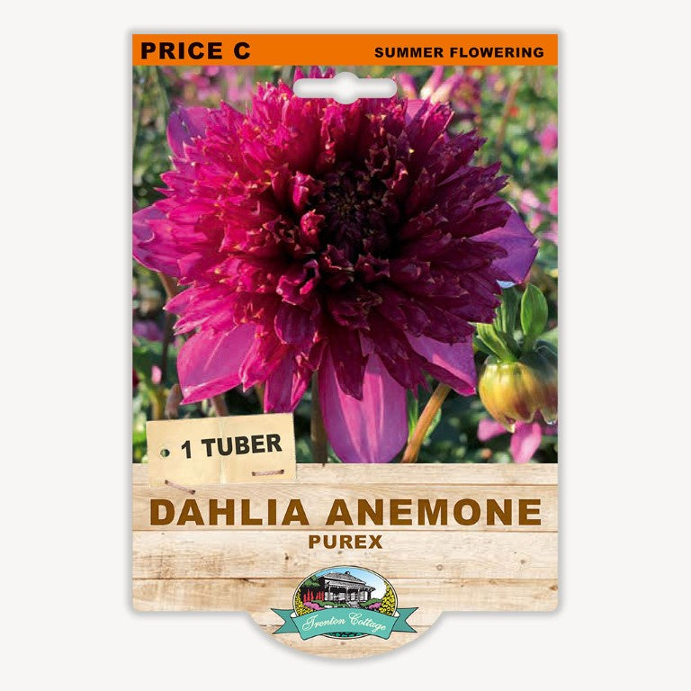 Dahlia Anemone Purex - 1 Tuber