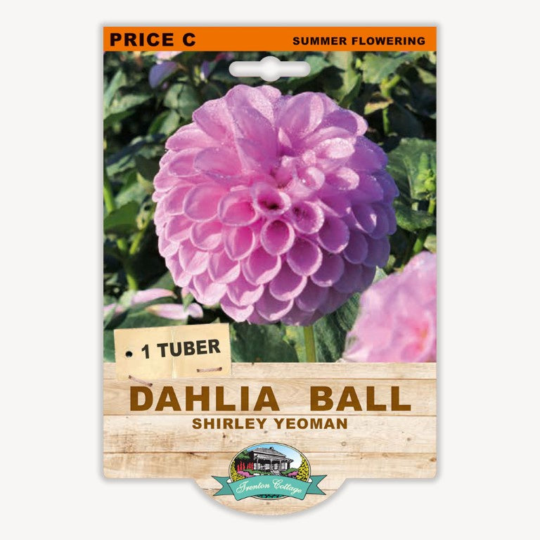 Dahlia Ball Shirley Yeoman - 1 Tuber