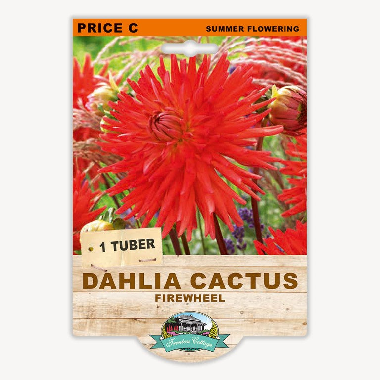 Dahlia Cactus Firewheel - 1 Tuber