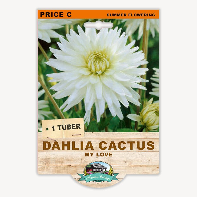 Dahlia Cactus My Love - 1 Tuber