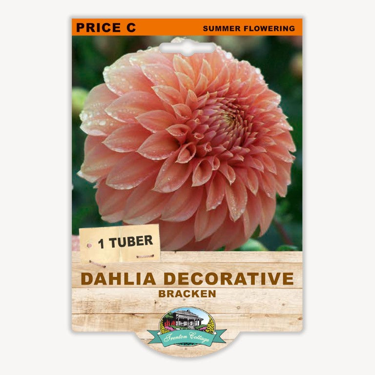 Dahlia Decorative Bracken - 1 Tuber