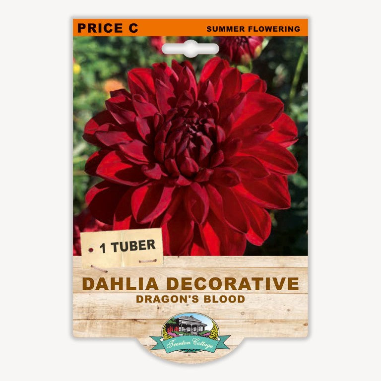 Dahlia Decorative Dragons Drum - 1 Tuber