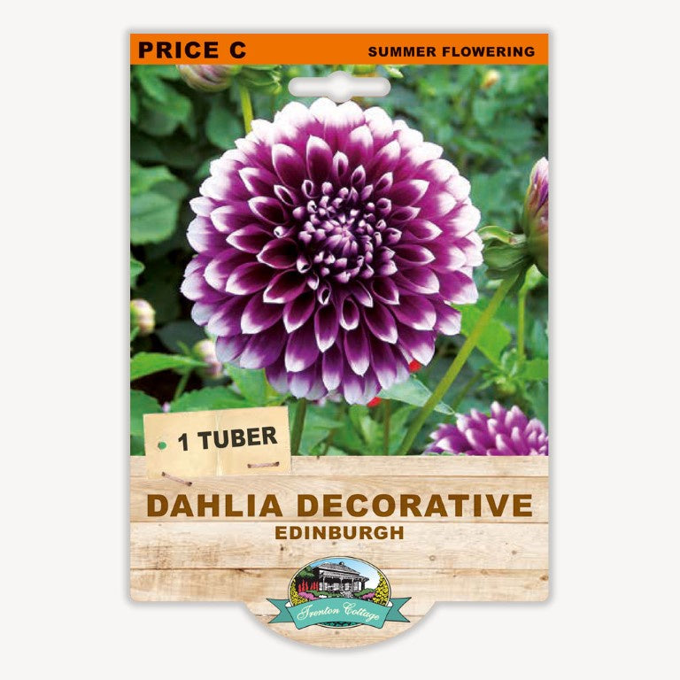 Dahlia Decorative Edinburgh - 1 Tuber