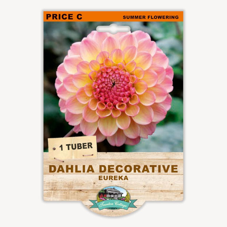 Dahlia Decorative Eureka - 1 Tuber
