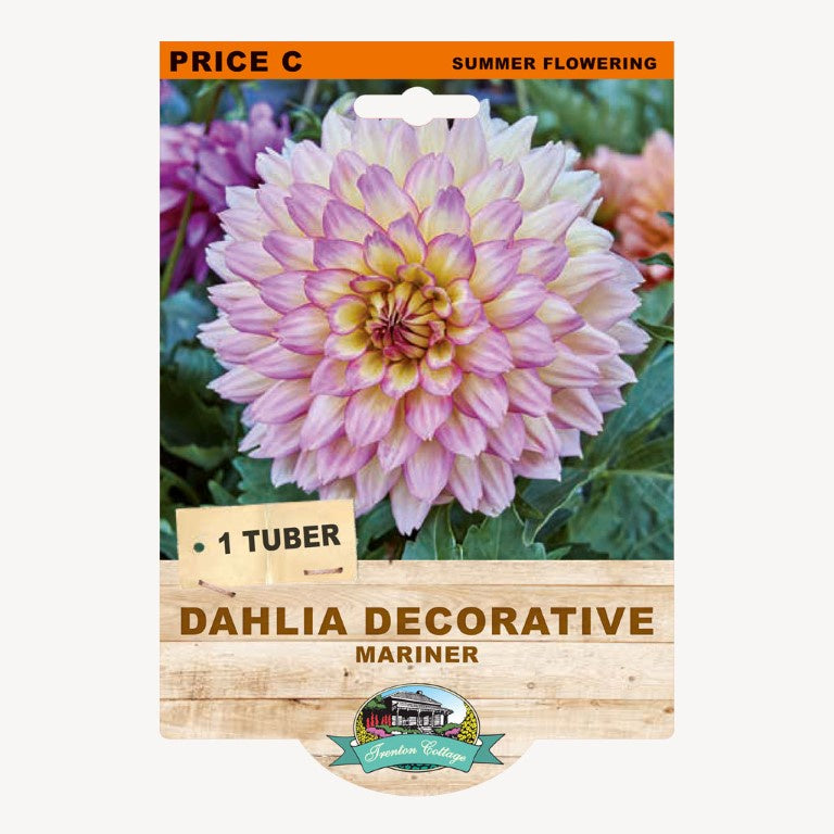 Dahlia Decorative Mariner - 1 Tuber