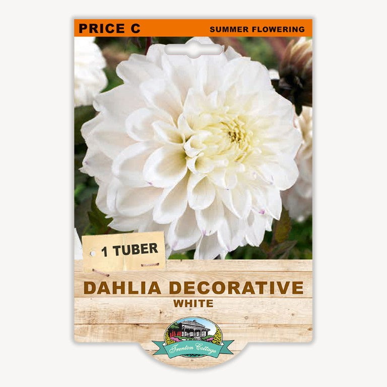 Dahlia Decorative White - 1 Tuber