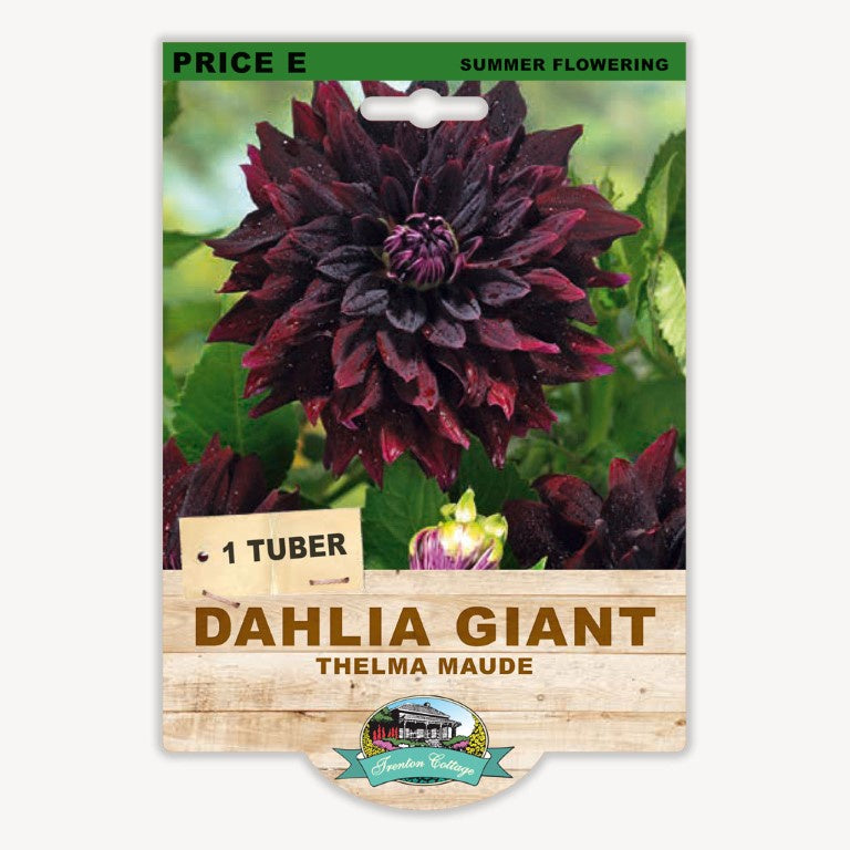 Dahlia Giant Thelma Maude - 1 Tuber