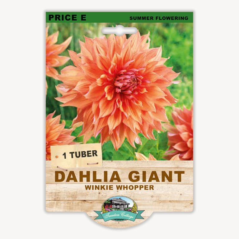 Dahlia Giant Winkie Whopper - 1 Tuber