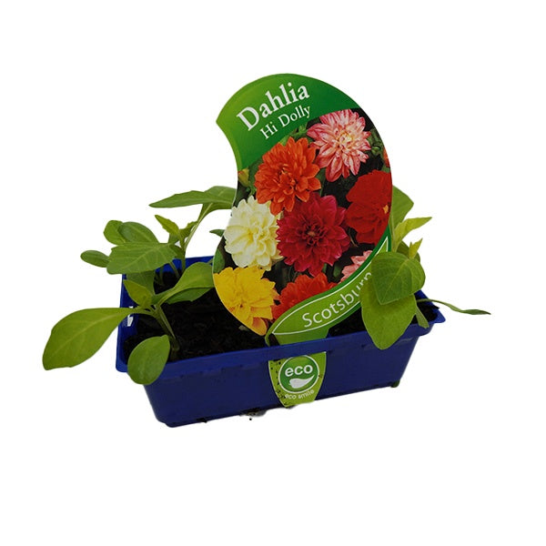 Dahlia Hi Dolly Punnet
