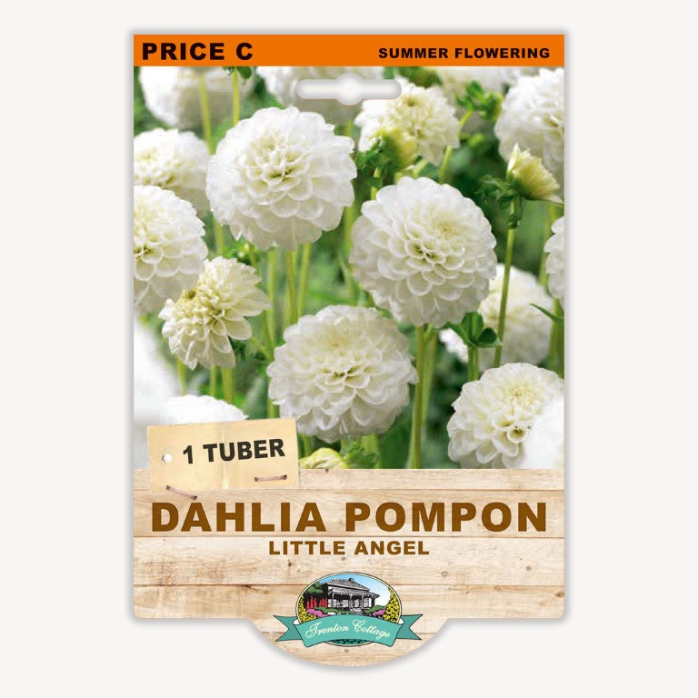 Dahlia Pompon Little Angel - 1 Tuber