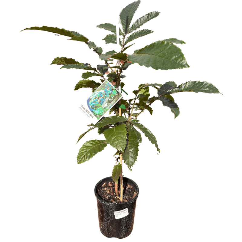 Davidsonia jerseyana - Davidson's Plum 14cm
