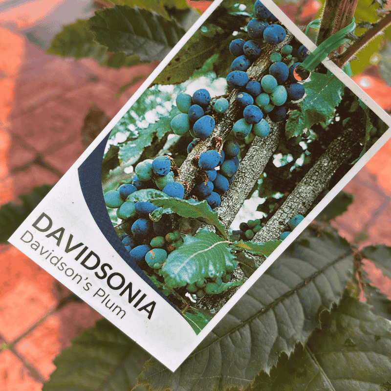 Davidsonia jerseyana - Davidson's Plum 14cm