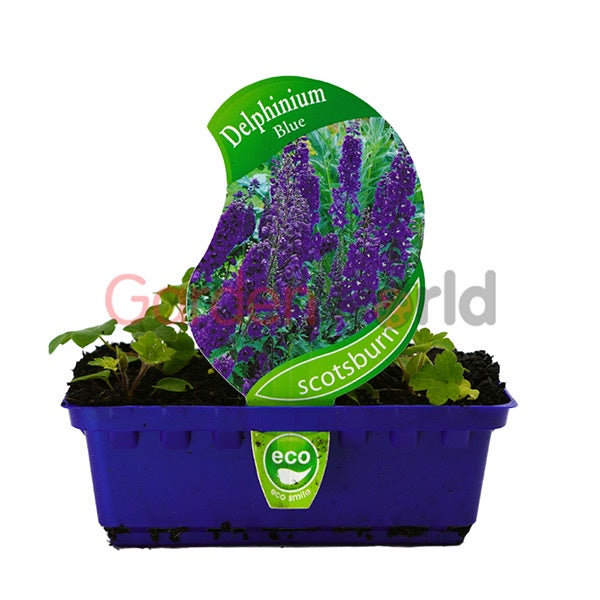 Delphinium Blue Punnet