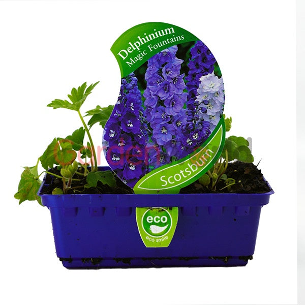 Delphinium Magic Fountains Punnet